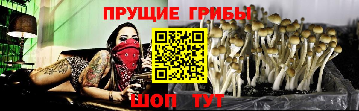 Псилоцибиновые грибы мицелий Вязники